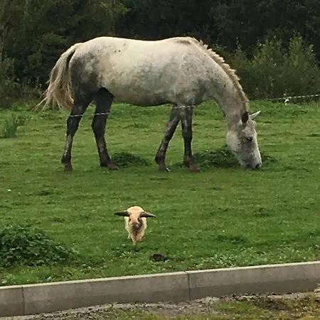 Bed & Breakfast Camino House 3*